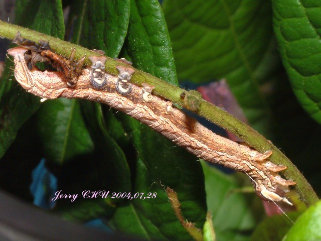 按此在新視窗瀏覽圖片