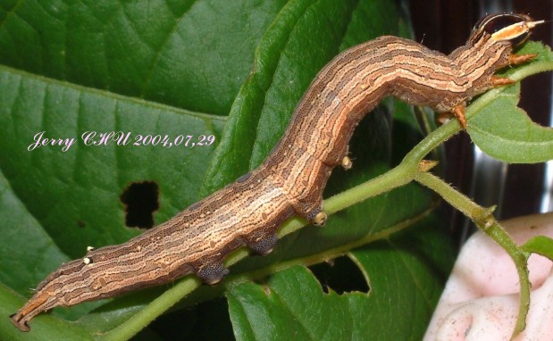 按此在新視窗瀏覽圖片