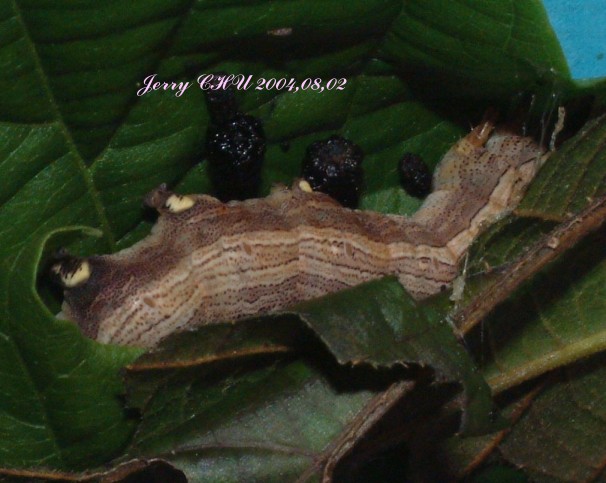 按此在新視窗瀏覽圖片