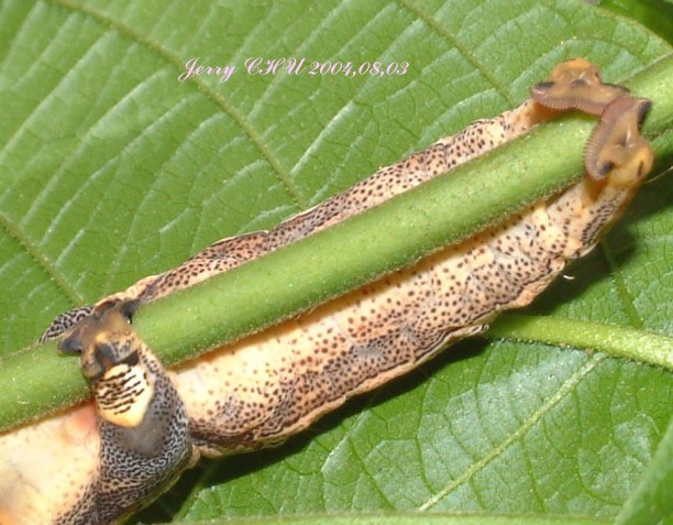 按此在新視窗瀏覽圖片