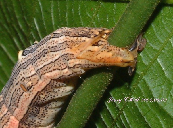 按此在新視窗瀏覽圖片