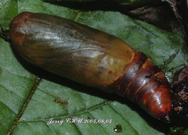 按此在新視窗瀏覽圖片