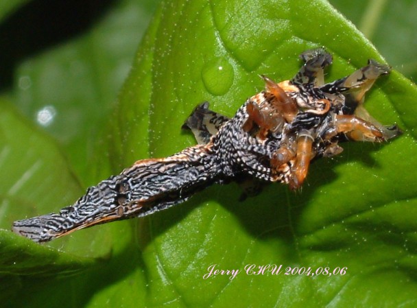 按此在新視窗瀏覽圖片