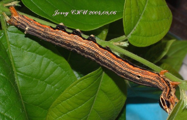 按此在新視窗瀏覽圖片