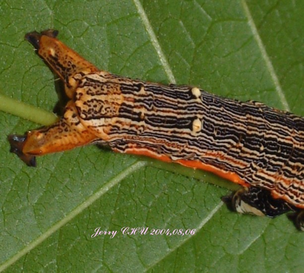 按此在新視窗瀏覽圖片