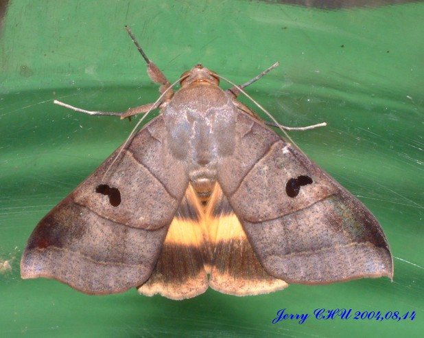 按此在新視窗瀏覽圖片