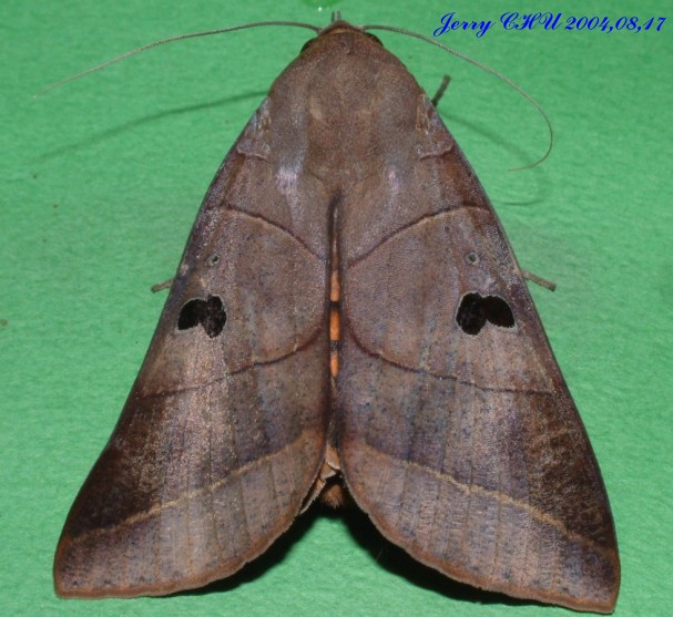 按此在新視窗瀏覽圖片