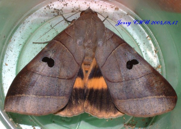 按此在新視窗瀏覽圖片