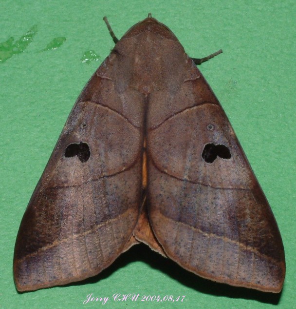 按此在新視窗瀏覽圖片