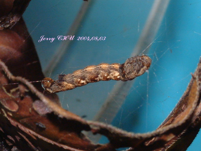 按此在新視窗瀏覽圖片