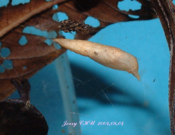 按此在新視窗瀏覽圖片