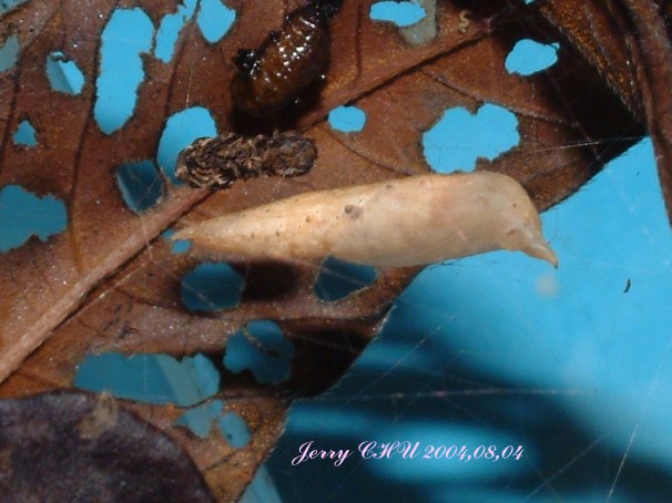 按此在新視窗瀏覽圖片