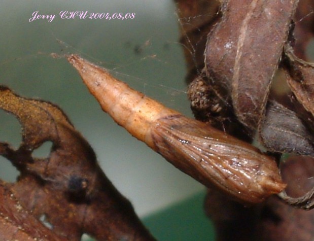 按此在新視窗瀏覽圖片