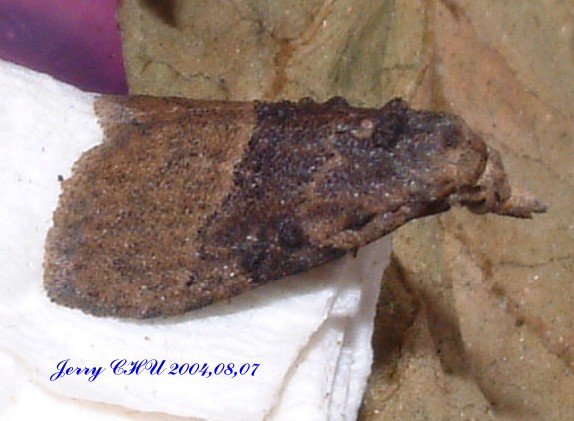 按此在新視窗瀏覽圖片