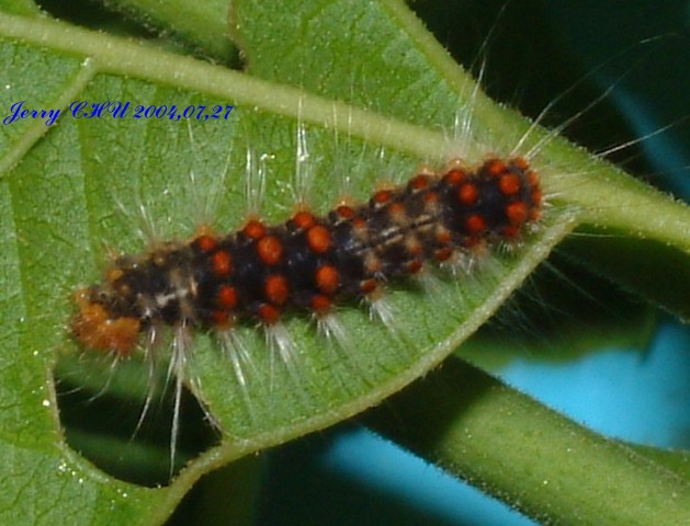 按此在新視窗瀏覽圖片