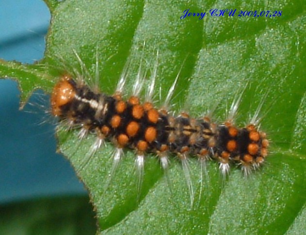 按此在新視窗瀏覽圖片