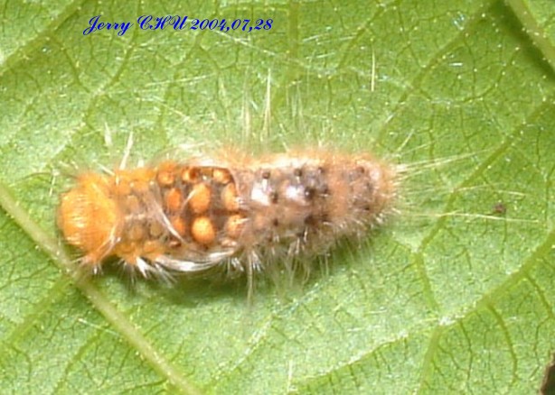 按此在新視窗瀏覽圖片