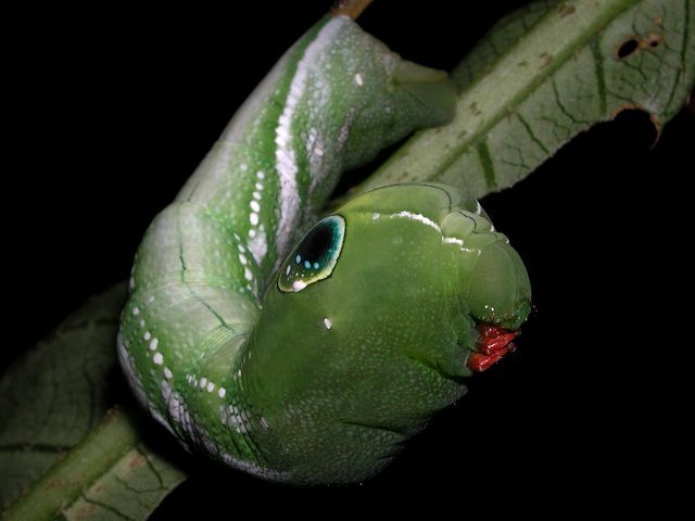 按此在新視窗瀏覽圖片