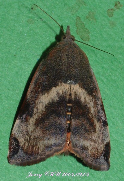 按此在新視窗瀏覽圖片