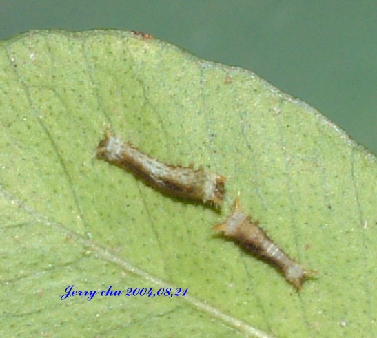 按此在新視窗瀏覽圖片