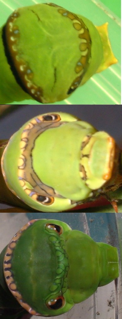 按此在新視窗瀏覽圖片