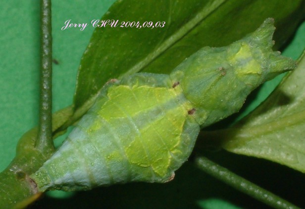 按此在新視窗瀏覽圖片