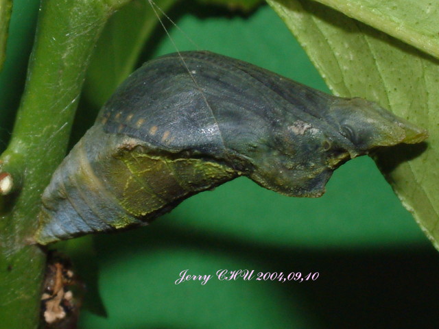 按此在新視窗瀏覽圖片