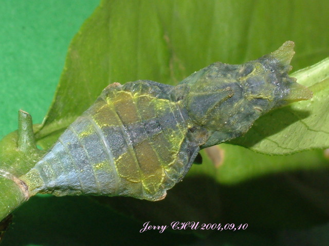 按此在新視窗瀏覽圖片