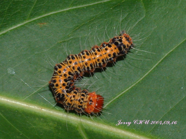 按此在新視窗瀏覽圖片