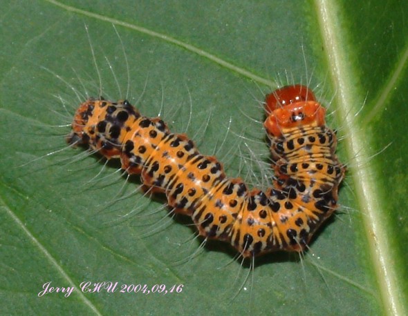 按此在新視窗瀏覽圖片