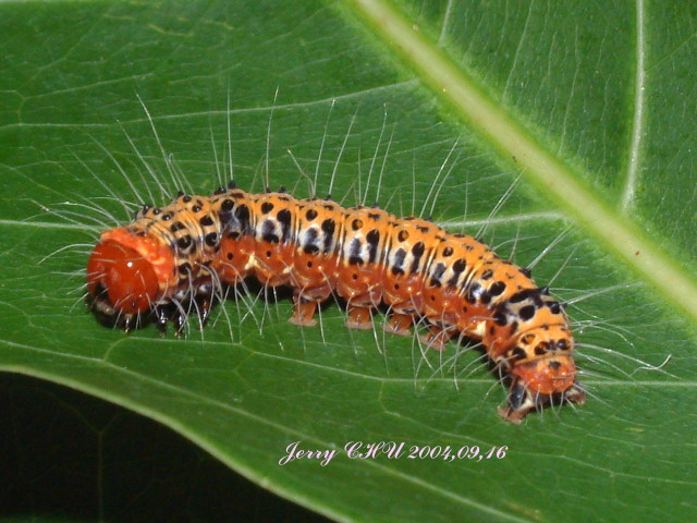 按此在新視窗瀏覽圖片