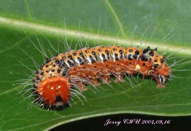 按此在新視窗瀏覽圖片