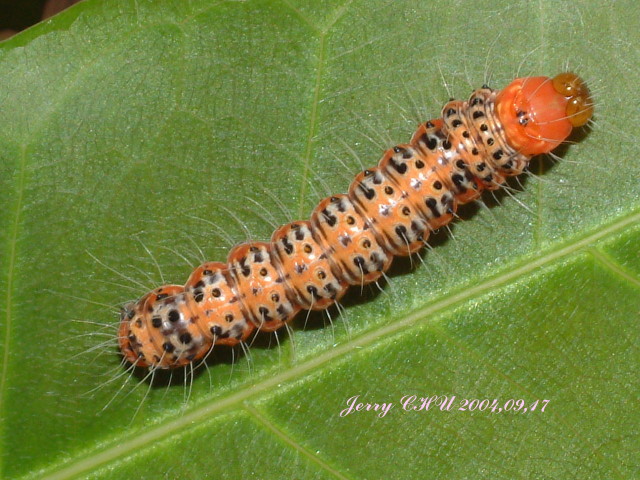 按此在新視窗瀏覽圖片