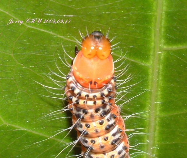 按此在新視窗瀏覽圖片