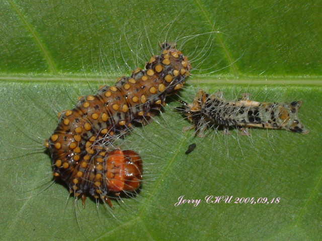 按此在新視窗瀏覽圖片