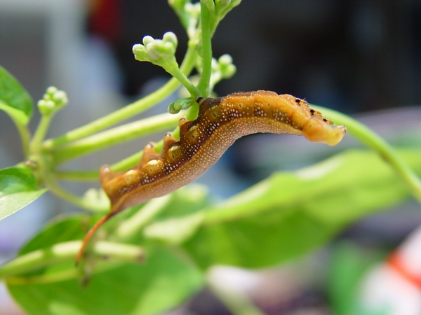按此在新視窗瀏覽圖片