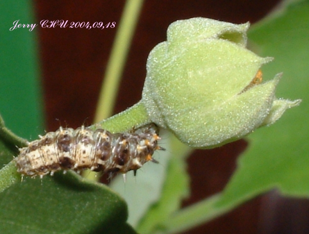 按此在新視窗瀏覽圖片