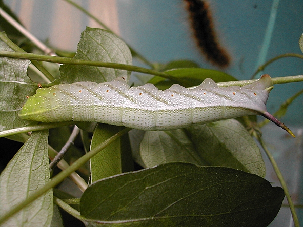 按此在新視窗瀏覽圖片