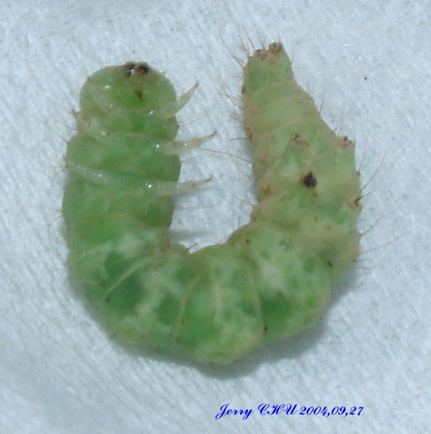 按此在新視窗瀏覽圖片