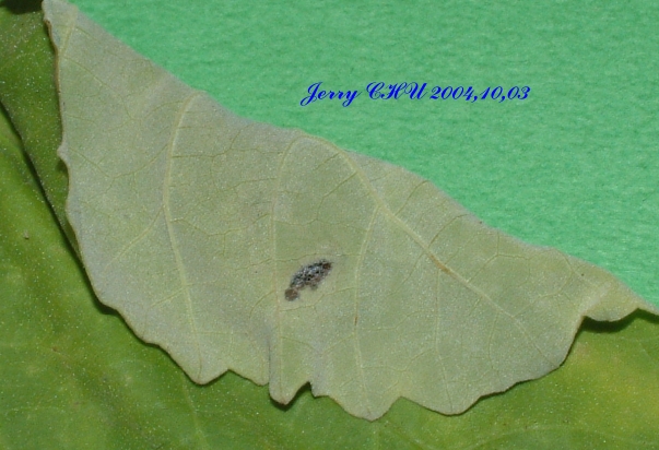 按此在新視窗瀏覽圖片