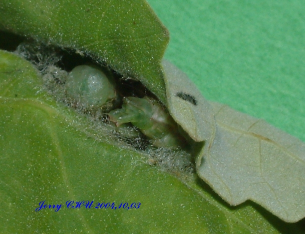 按此在新視窗瀏覽圖片