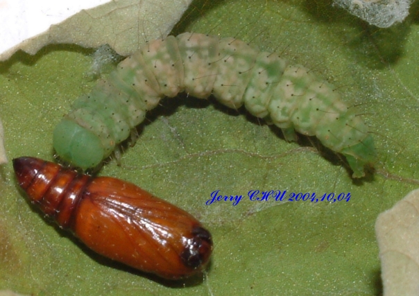 按此在新視窗瀏覽圖片