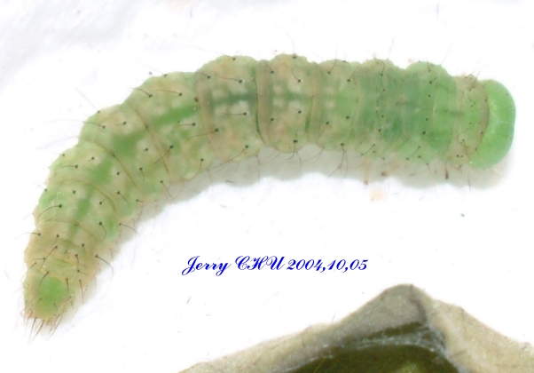 按此在新視窗瀏覽圖片