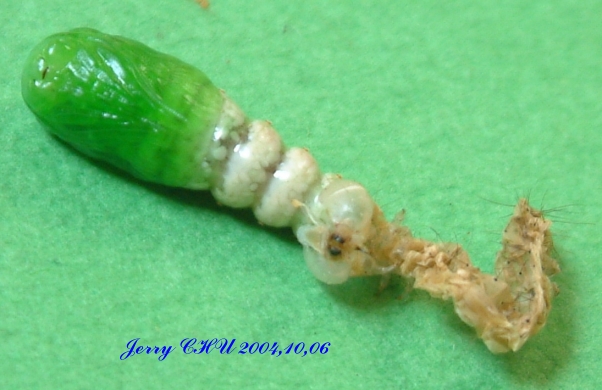 按此在新視窗瀏覽圖片