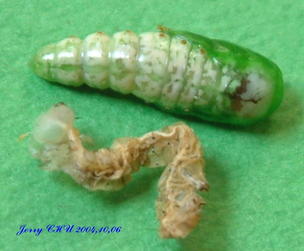 按此在新視窗瀏覽圖片