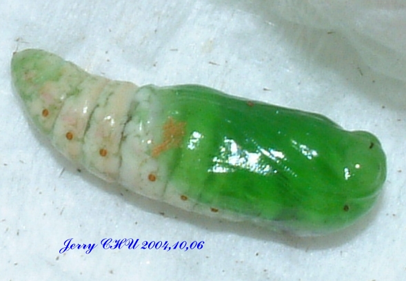 按此在新視窗瀏覽圖片