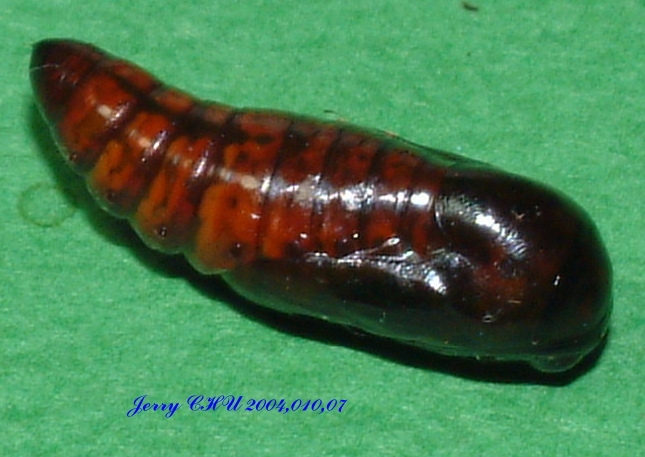 按此在新視窗瀏覽圖片