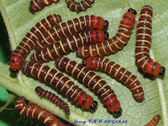 按此在新視窗瀏覽圖片