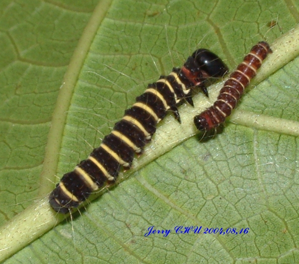 按此在新視窗瀏覽圖片