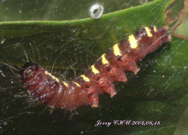 按此在新視窗瀏覽圖片